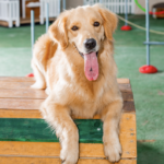 Pátio coberto da Unidade Hauer da Tulipa Dog