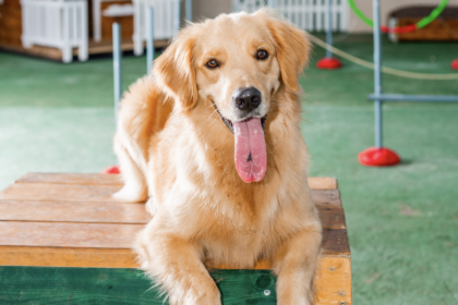 Pátio coberto da Unidade Hauer da Tulipa Dog