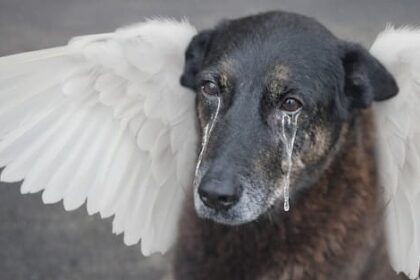 O Cão Orelha