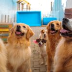 Cães se divertindo em um dos pátios da Tulipa Dog.