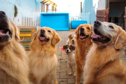 Cães se divertindo em um dos pátios da Tulipa Dog.