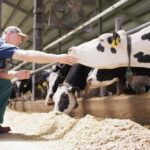 Conceito 90 Dias Vitais, da Elanco Saúde Animal, reúne os 60 dias do período seco e os 30 primeiros dias após o parto, fase considerada decisiva para as vacas leiteiras.